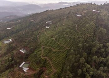 La obsesión de EEUU con el aguacate está acabando con los bosques mexicanos
