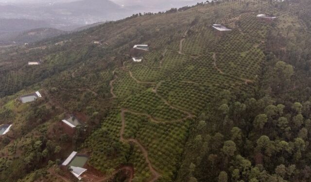 La obsesión de EEUU con el aguacate está acabando con los bosques mexicanos