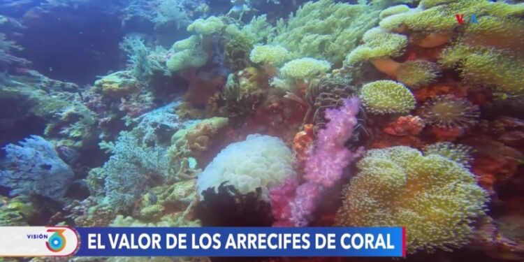 Arrecifes de coral y las millones de razones para preservarlos