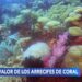 Arrecifes de coral y las millones de razones para preservarlos