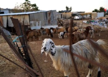 Las partes implicadas en el conflicto de Oriente Medio aprobaron una nueva jornada de alto el fuego.