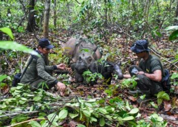 Nace una cría del amenazado rinoceronte de Sumatra en Indonesia