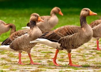 Sacrifican más de siete mil gansos en Hungría por un nuevo foco de gripe aviar