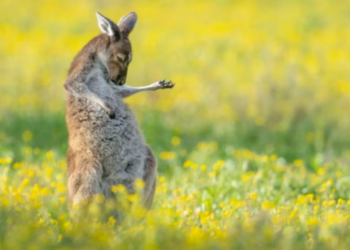 El canguro guitarrista y las 14 IMÁGENES ganadoras de los premios Comedy Wildlife 2023
