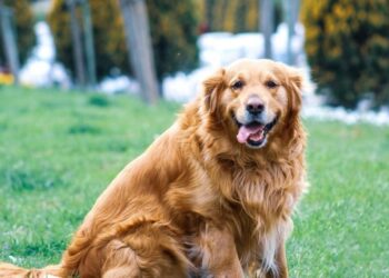 Misteriosa enfermedad respiratoria está afectando a los perros en EEUU