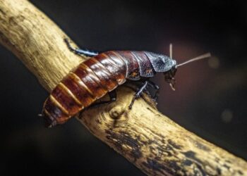 ¡Asco!, la ciudad de Texas que fue declarada como la más infestada de cucarachas en EEUU
