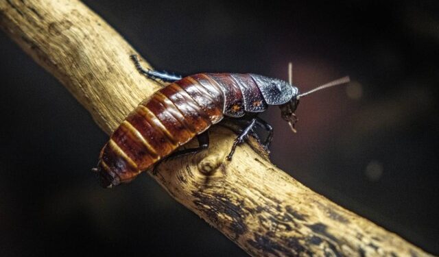 ¡Asco!, la ciudad de Texas que fue declarada como la más infestada de cucarachas en EEUU
