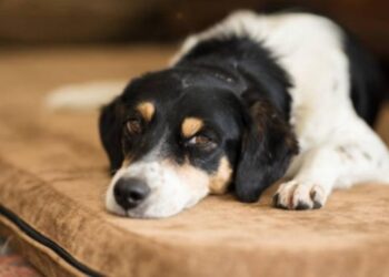 Misterio en EEUU: alertan por extraña enfermedad que se extiende entre los perros