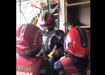 Bomberos rescataron a guacamaya atrapada en un aire acondicionado en Caracas (Video)
