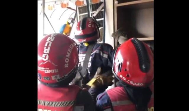 Bomberos rescataron a guacamaya atrapada en un aire acondicionado en Caracas (Video)