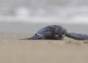 La historia del pequeño pueblo venezolano que salva a las tortugas marinas de la extinción