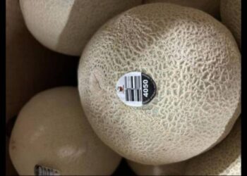 Aumenta cifra de fallecidos en EEUU por una peligrosa bacteria hallada en melones