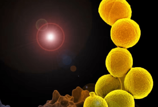 Animales, plantas y humanos: el impacto del mal uso de antibióticos en la salud global