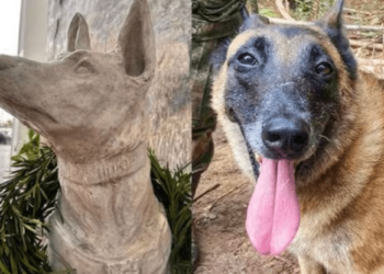 Perro Wilson: guía del canino reveló el “error” por el cual se escapó en la selva