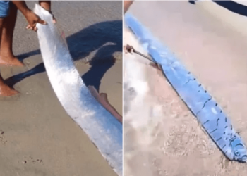 Pez remo que “presagia terremotos y desastres naturales” apareció en una playa del Caribe generando temor