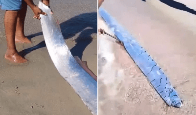 Pez remo que “presagia terremotos y desastres naturales” apareció en una playa del Caribe generando temor