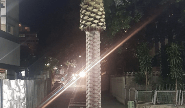 FOTO: alcalde de Baruta mandó a poner una palmera de plástico donde antes había una planta de verdad