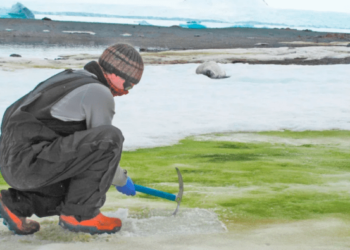 La Antártida se llenó de flores debido al sorprendente efecto de una ola de calor récord