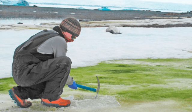 La Antártida se llenó de flores debido al sorprendente efecto de una ola de calor récord