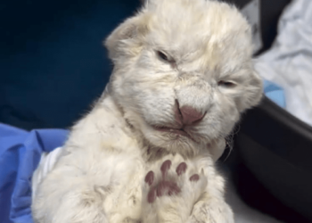 Nacen los dos primeros leones blancos en el zoológico de Maracay