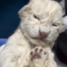 Nacen los dos primeros leones blancos en el zoológico de Maracay