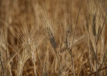 Rusia prohíbe la exportación de trigo duro durante seis meses