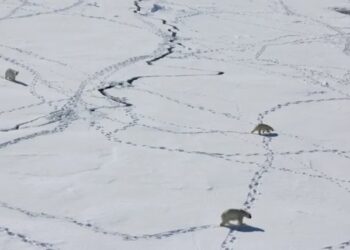 Osos polares modificaron su comportamiento en Groenlandia debido al cambio climático