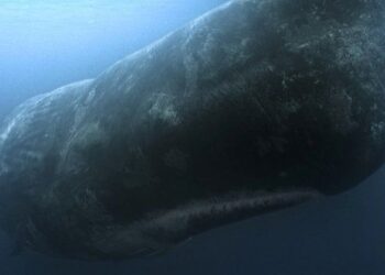 Moby Dick y la verdad sobre la historia que inspiró la aclamada novela de Herman Melville