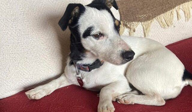 Finney, la perrita que sobrevivió 72 días a la muerte de su dueño en una montaña de Colorado