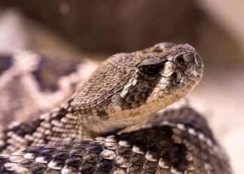 Serpiente mordió dos veces a un niño en Guatire: tuvieron que amputarle el brazo