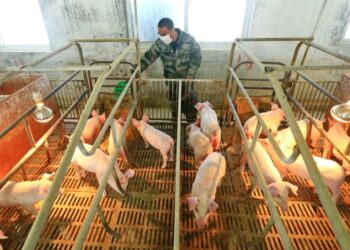 Confirman el primer caso en el Reino Unido de gripe porcina en un ser humano