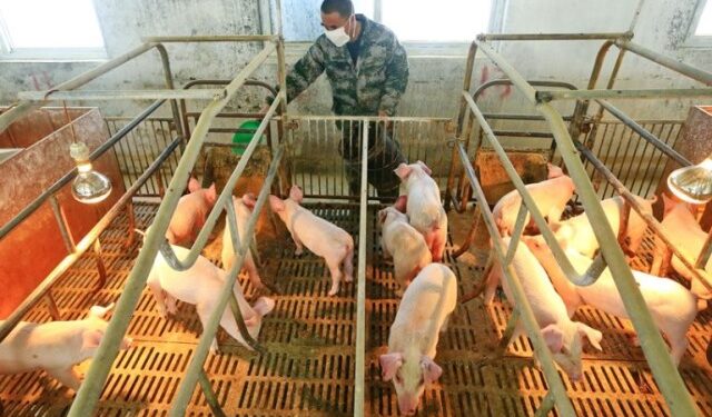 Confirman el primer caso en el Reino Unido de gripe porcina en un ser humano