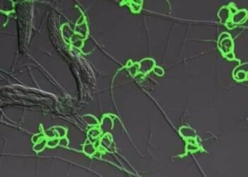 ¿El comienzo del fin del mundo?, científicos descubren hongo “carnívoro”