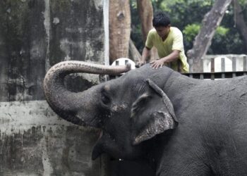 Falleció la solitaria Mali, el único elefante que quedaba en Filipinas