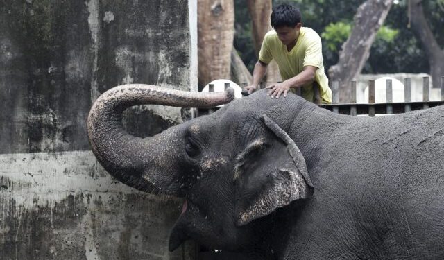 Falleció la solitaria Mali, el único elefante que quedaba en Filipinas