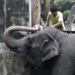 Falleció la solitaria Mali, el único elefante que quedaba en Filipinas