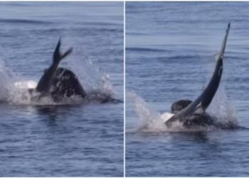El impactante VIDEO en que un lobo marino se devora a un tiburón azul en California