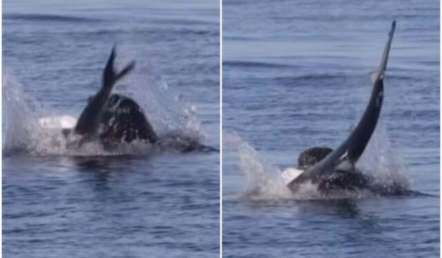 El impactante VIDEO en que un lobo marino se devora a un tiburón azul en California