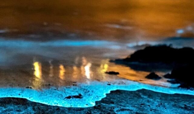 El increíble fenómeno que se observa en una laguna de Florida, donde las luces de neón son protagonistas (VIDEO)