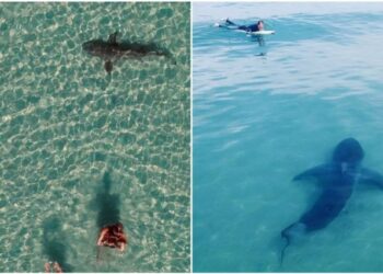 El encuentro cercano entre un surfista y un enorme tiburón en California que aterró a muchos (VIDEO)