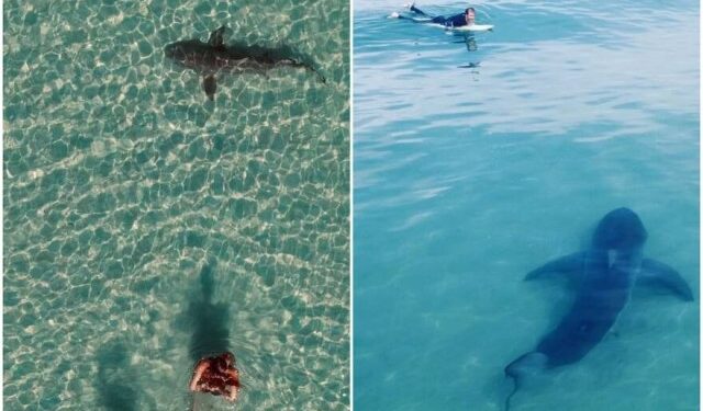 El encuentro cercano entre un surfista y un enorme tiburón en California que aterró a muchos (VIDEO)