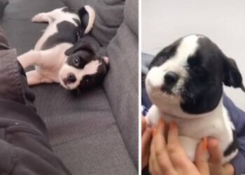 VIDEO: El cachorrito que se comió una abeja y su cara se hizo VIRAL