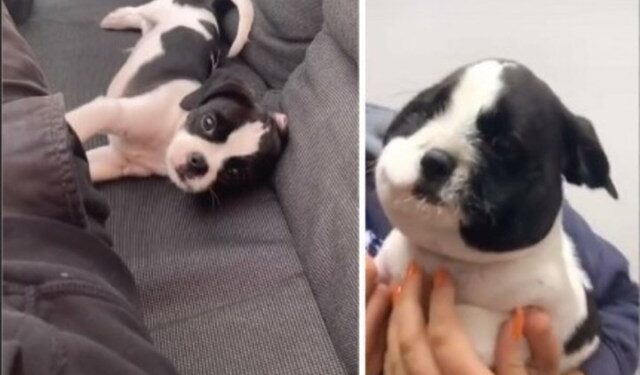 VIDEO: El cachorrito que se comió una abeja y su cara se hizo VIRAL