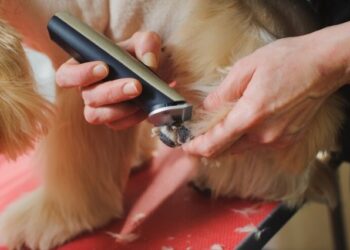 VIRAL: Llevó a su perro al veterinario, pidió que le hicieran un corte de pelo y el resultado explotó las redes