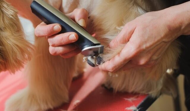 VIRAL: Llevó a su perro al veterinario, pidió que le hicieran un corte de pelo y el resultado explotó las redes