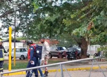 Reportan ataque de abejas africanas en el Hospital de El Tigre: a una embarazada le extrajeron más de 150 aguijones