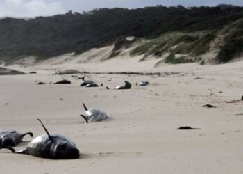 Mueren más de 30 ballenas piloto tras quedar varadas en el sur de Australia
