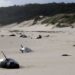Mueren más de 30 ballenas piloto tras quedar varadas en el sur de Australia