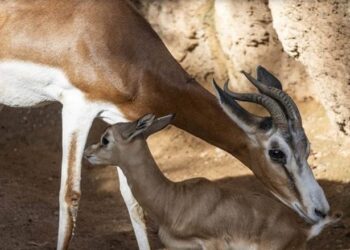 Nació en cautiverio un animal extinto en la naturaleza desde hace más de medio siglo