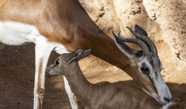 Nació en cautiverio un animal extinto en la naturaleza desde hace más de medio siglo